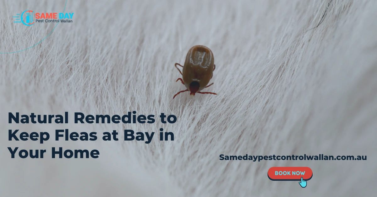 Fleas Control Wallan